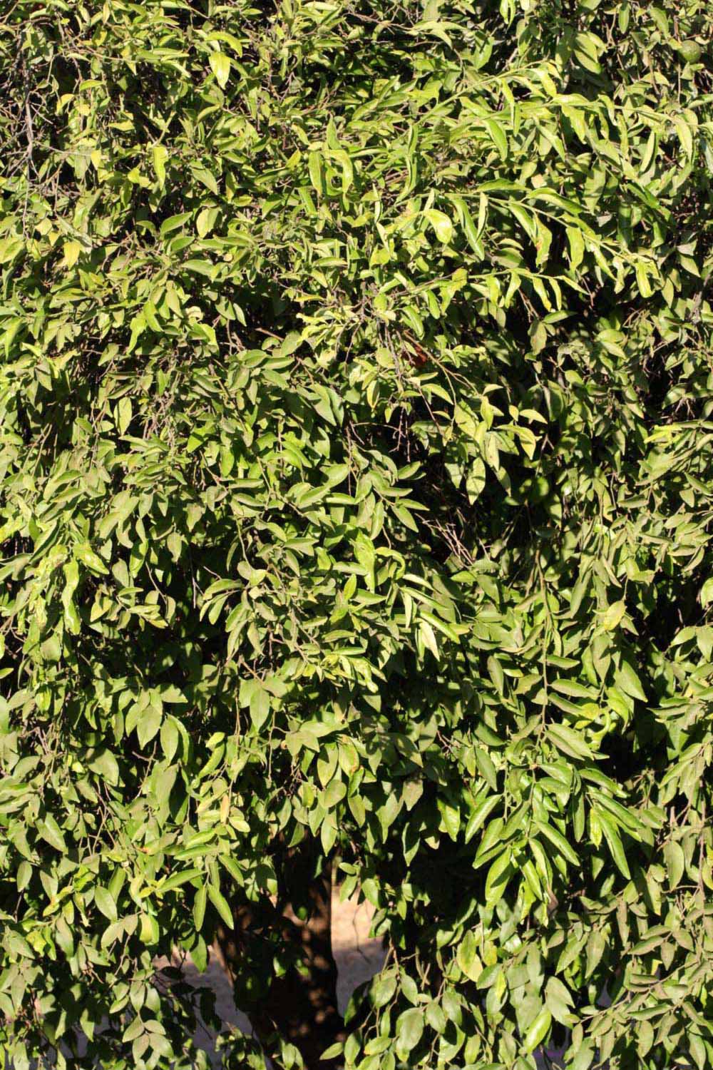            Habit (Riverside, CA)   